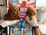 Toy Poodle Yavrularımız