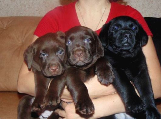 Labrador Yavrularımız