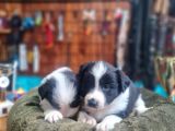Burkem Çiftliğimizden Safkan Border Collie