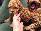 Toypoodle Bebeklerimiz Karma Aşılı