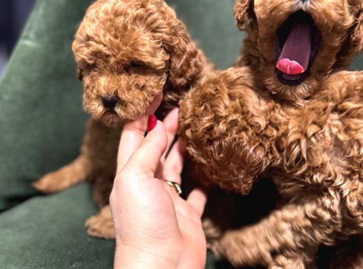 Toypoodle Bebeklerimiz Karma Aşılı görsel