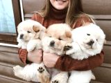 Pofuduk ayı yavruları