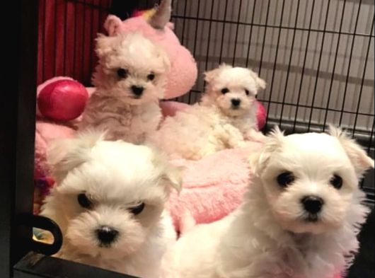 Topaç Gibi Maltese Bebeklerimiz görsel