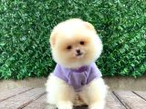 Sevimli Pomeranian Yavrular