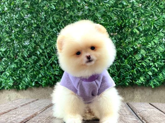 Sevimli Pomeranian Yavrular