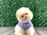 Sevimli Pomeranian Yavrular