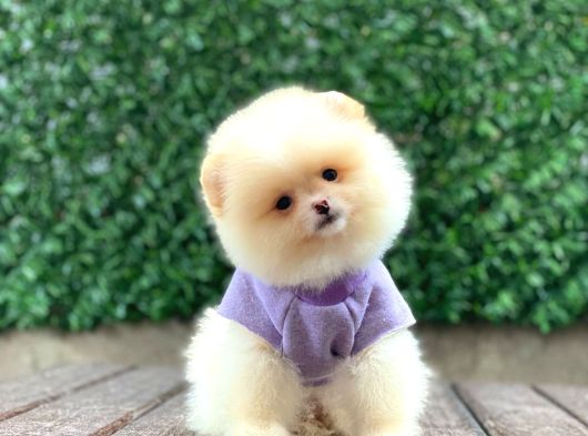 Sevimli Pomeranian Yavrular görsel