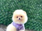 Sevimli Pomeranian Yavrular