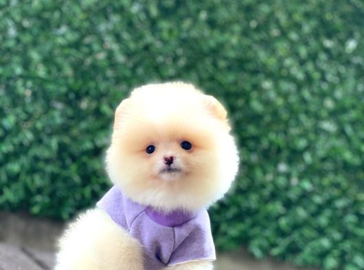 Sevimli Pomeranian Yavrular görsel