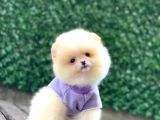 Sevimli Pomeranian Yavrular