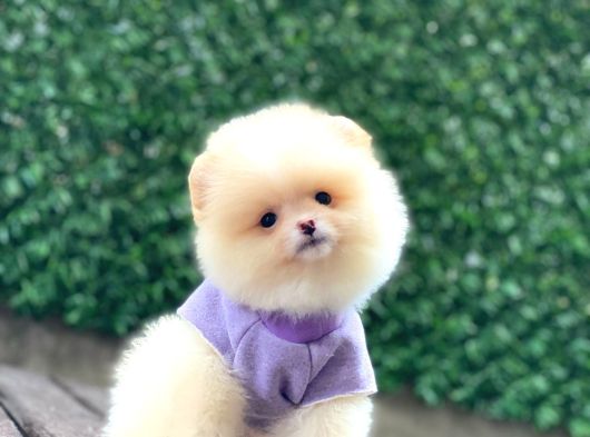 Sevimli Pomeranian Yavrular görsel