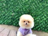 Sevimli Pomeranian Yavrular