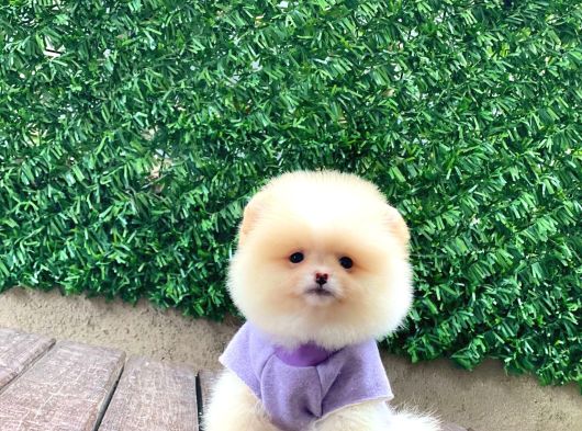 Sevimli Pomeranian Yavrular görsel