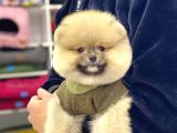 A Kalite Pomeranian Boo