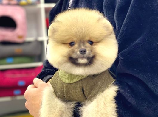 A Kalite Pomeranian Boo