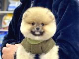 A Kalite Pomeranian Boo
