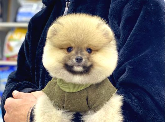 A Kalite Pomeranian Boo görsel