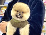 A Kalite Pomeranian Boo