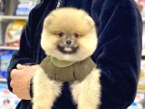 A Kalite Pomeranian Boo