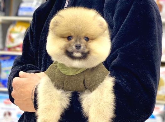 A Kalite Pomeranian Boo görsel