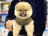 A Kalite Pomeranian Boo