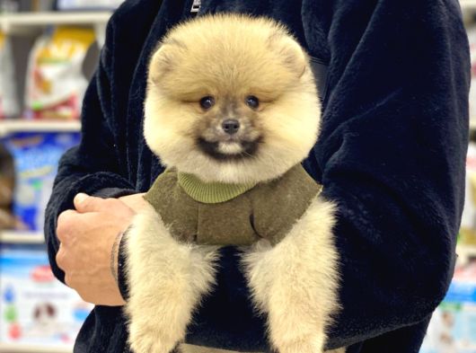 A Kalite Pomeranian Boo görsel