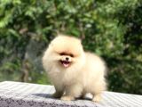 Oyuncak Surat Pomeranian