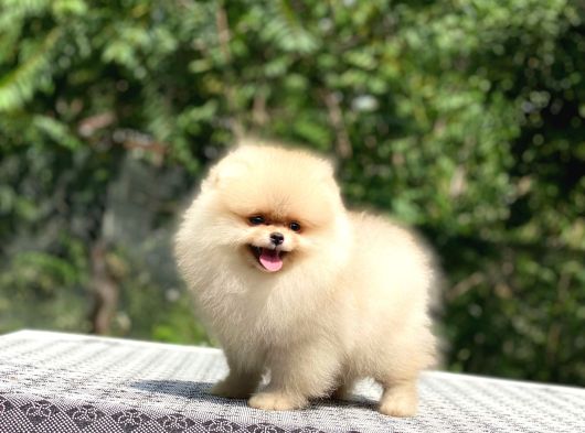 Oyuncak Surat Pomeranian