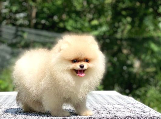 Oyuncak Surat Pomeranian görsel