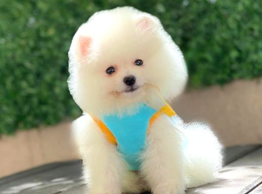 Ayı Surat Pomeranian Boo görsel