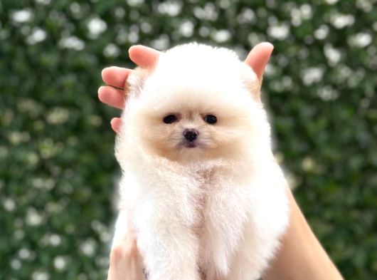 Ayı Surat Pomeranian Boo görsel
