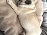 Pug Mops Yavrular