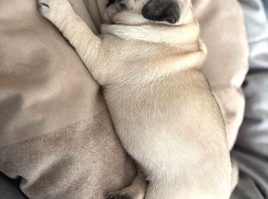 Pug Mops Yavrular görsel