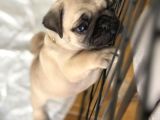 Pug mops yavrular