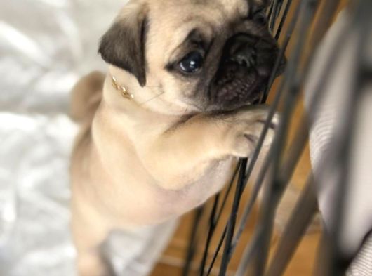 Pug Mops Yavrular