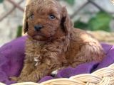 Tatlı Toy Poodle Bebeklerim