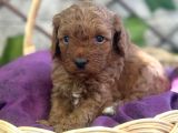 tatlı toy poodle bebeklerim