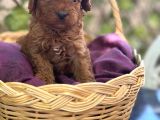 Tatlı Toy Poodle Bebeklerim