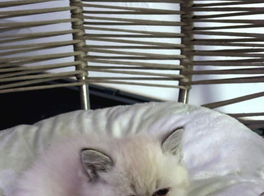 British Shorthair görsel