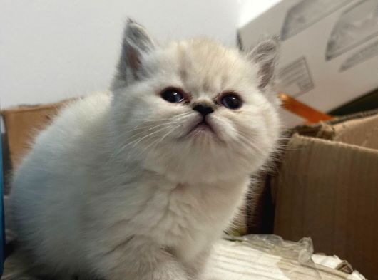 British Shorthair