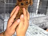 Micro Kore Teacup Poodle