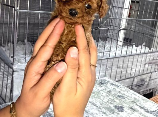 Micro Kore Teacup Poodle görsel