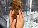 Micro Kore Teacup Poodle