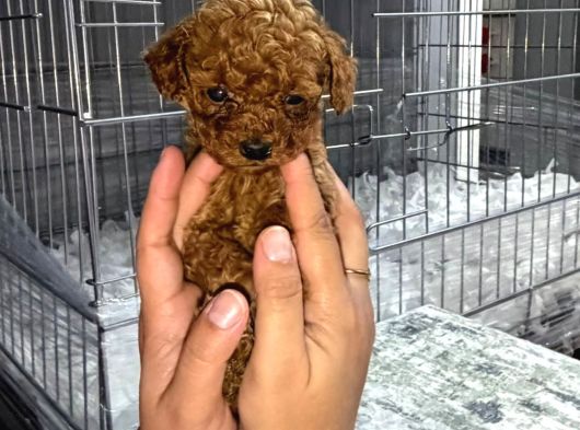 Micro Kore Teacup Poodle görsel