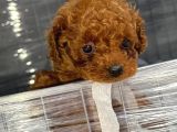 Micro Kore Teacup Poodle