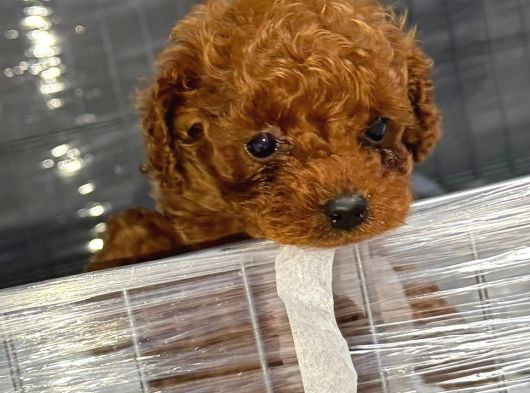 Micro Kore Teacup Poodle görsel
