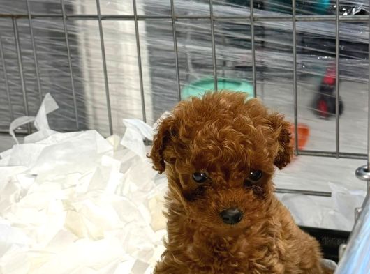 Micro Kore Teacup Poodle