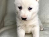 Bembeyaz mavi göz husky bebekler