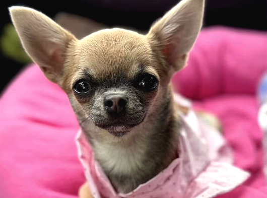 Iki Buçuk Aylık Chihuahua Yavrumuza Yuva Arıyoruz