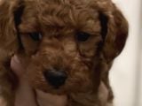 Poodle Bebekler